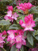 rhododendron_marion_small_06