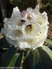 rhododendron_rothschildii_small_01 (1)