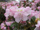 rhododendron_x_cilpinense_small_07