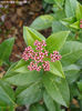 viburnum tinus eve price