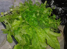 24.11.2013 rucola si patrunjel