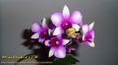 Dendrobium Polar Fire