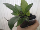hawaiian royal purple