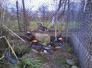 Rate mandarin
