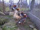 Rate mandarin