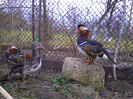 Rate mandarin
