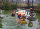Rate mandarin