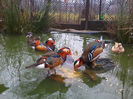 Rate mandarin