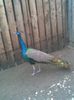 Imag003