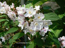 DEUTZIA X ELEGANTISSIMA