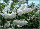 deutzie-deutzia-x-magnifica-staphyleoides-08-5a-cpf-177
