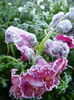 Frost Snapdragon