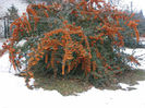 PYRACANTHA ORANGE CHARMER