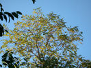 DSCI0278