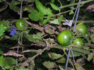 DSCI0286