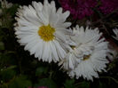 DSCI0546