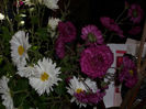 DSCI0548