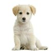 606322-puppy-labrador-retriever-cream-in-front-of-white-background-and-facing-the-camera