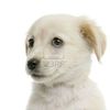 606331-puppy-labrador-retriever-cream-in-front-of-white-background-and-facing-the-camera