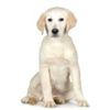848490-puppy-labrador-retriever-cream-in-front-of-a-white-background-and-facing-the-camera