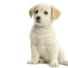 606181-puppy-labrador-retriever-cream-in-front-of-white-background-and-facing-the-camera
