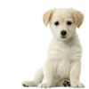 606323-puppy-labrador-retriever-cream-in-front-of-white-background-and-facing-the-camera