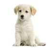 606365-puppy-labrador-retriever-cream-in-front-of-white-background-and-facing-the-camera