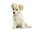 606374-puppy-labrador-retriever-cream-in-front-of-white-background-and-facing-the-camera