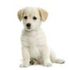 606375-puppy-labrador-retriever-cream-in-front-of-white-background-and-facing-the-camera