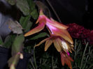 DSCI0874