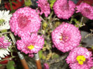 DSCI0887