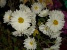 DSCI0888