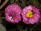 DSCI0889