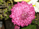 DSCI0898