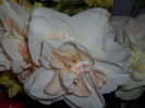 DSCI0082