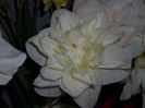 DSCI0083