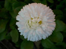 DSCI0234