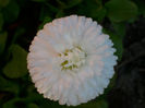 DSCI0236