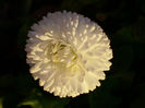 DSCI0237