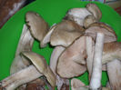 DSCI0262