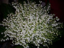 DSCI0427