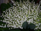 DSCI0435