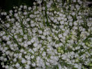 DSCI0436