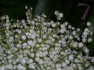DSCI0440