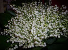 DSCI0443