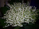 DSCI0445