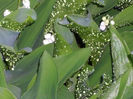 DSCI0455