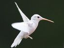 Colibri albino