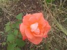 poze 093