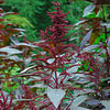 amaranthuscruentus_jwb_1_sq